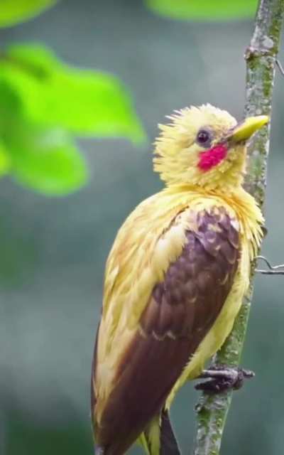 🔥The Cream-colored Woodpecker (Celeus flavus) has colorful plumage that is somewhat familiar...
