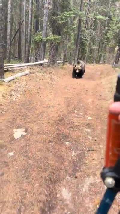 Guy is being followed by a grizzly bear in Banff national park, Canada
