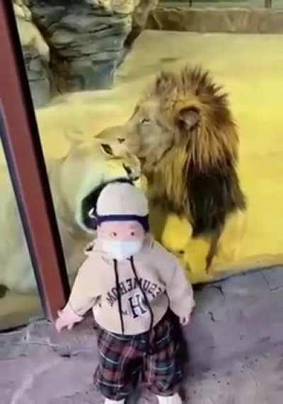 Lion Tries To Grab A Child Through Thick Glass At Zoo