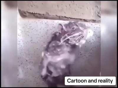 Looks like it was all true