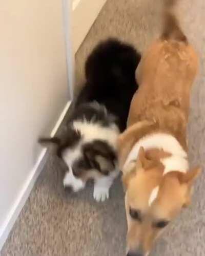 Cute Howl at the End