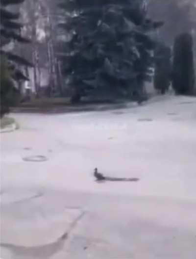 Baby ducks rescued by man and returned to mother duck