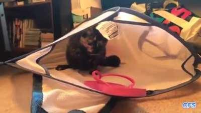 I'm gonna touch it... Oh no, it touched back!