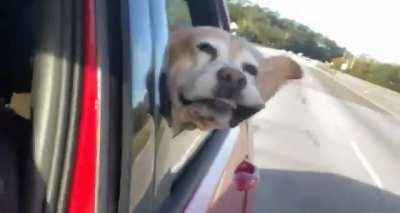 Rudy catching the breeze today, loving life, and sharing his happiness