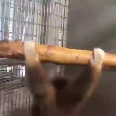 Reject humanity become monke