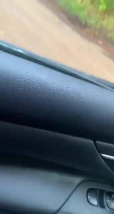 is this how to be adopted by a cat?