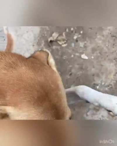 Happy international dogs day!