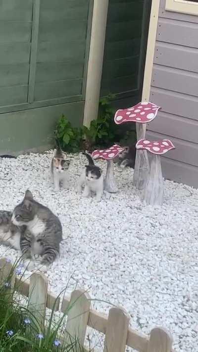 Momma did such a good job, the babies are so chonky.