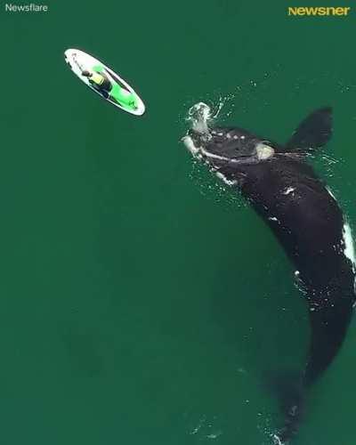 A giant whale approaches an unsuspecting paddle boarder, and the incredible encounter was captured by a drone