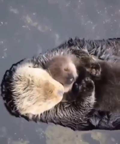 Sea Otter momma snuggling with her pup