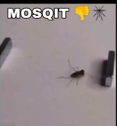 MOSQIT 👎🦟