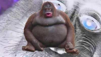 Fonky Monky MONDAY!?