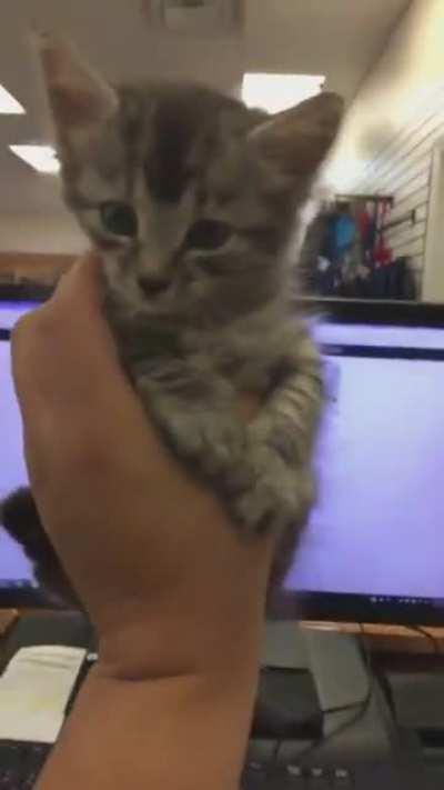 Feisty cat complains about being held