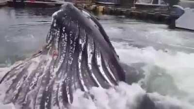 I’m never going swimming again