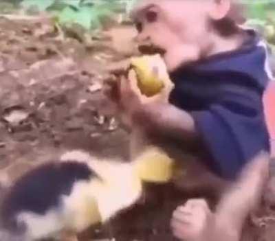 to eat a fruit.