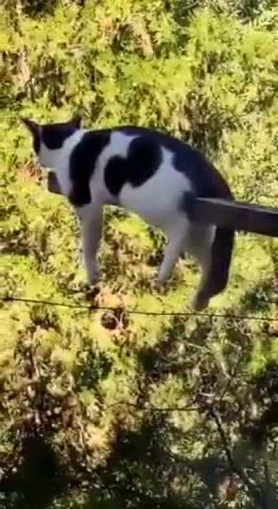 Chillin cat is chill on the beam