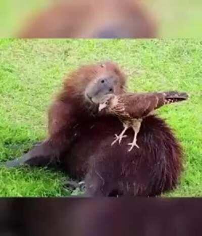 Capybara the best animal