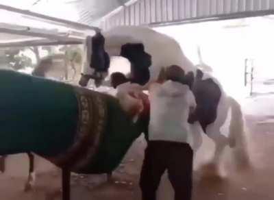 Now who's riding who bitch?