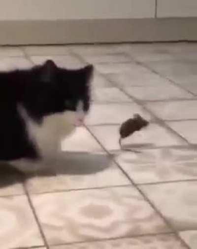 Cats vs Mouse
