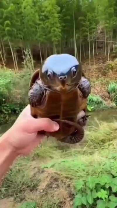 The big-headed turtle has a very large head. Its armored head is so darn big that it can't even be pulled into its shell. They are not good at swimming, but they are good at climbing (for a turtle), and are sometimes found in trees and bushes.