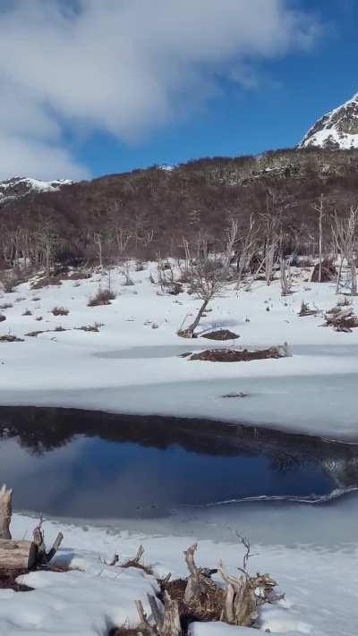 Castorera en el sendero a laguna de los perros