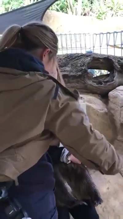 I had no idea wombat was so large and I'm delighted