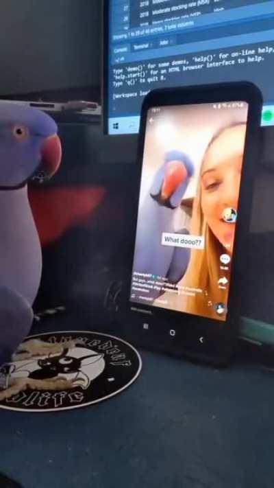 When you have a good old catch up with your mate - credit zoologistmitch