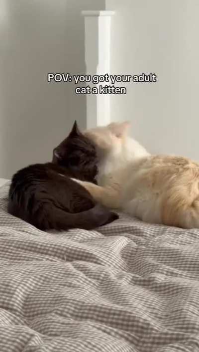 Flamepoints are always the best companion