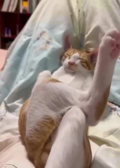 Have you ever seen cats sleep like this?