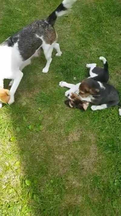 Another puppy beagle day in the garden.