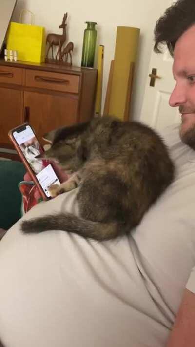 Kitten scrolls through reddit