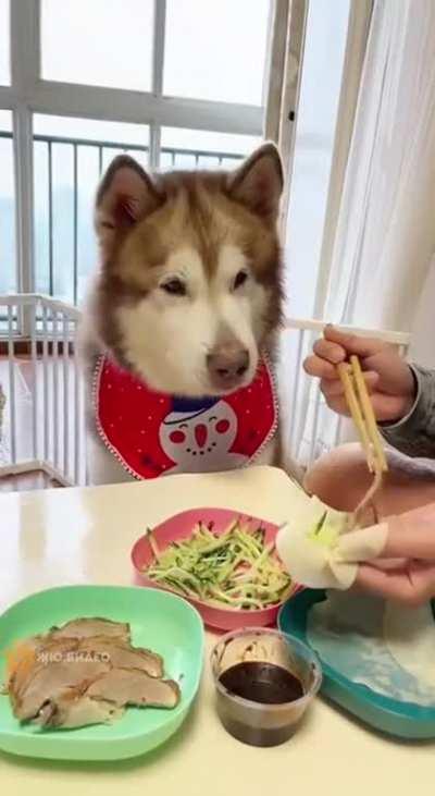 Doggo wants more sauce