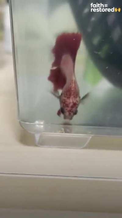 This girl rescues injured fish, and here’s Bongo’s transformation