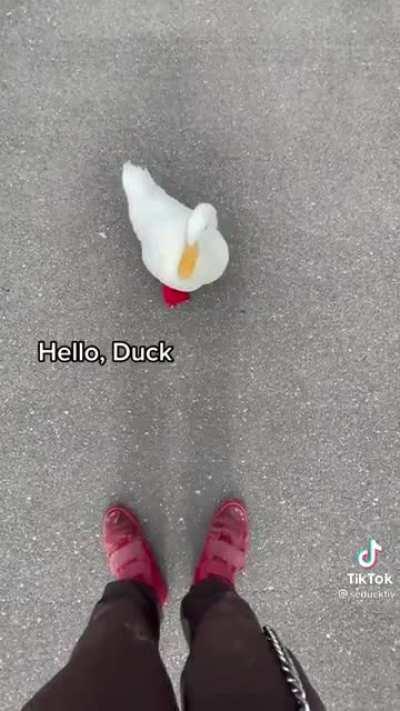 How to pick up a duck: