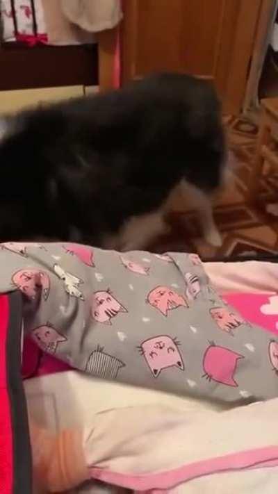 Husky imitating a babies cry