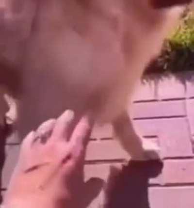 how to interact with prisma Ilya fans