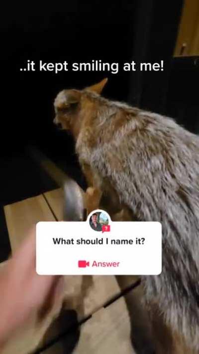 My hobbies are smoking weed and rescue stray dogs in the woods