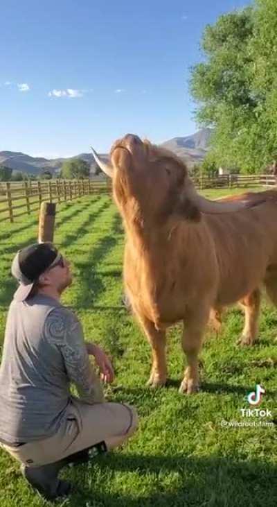 Cow enjoys the brushes