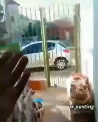 Alberto, que hiciste chinchulin?