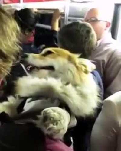 Madmax corgy : Yes , more pets, more moreeeeee.....