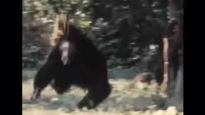 The monkey mob rules!  