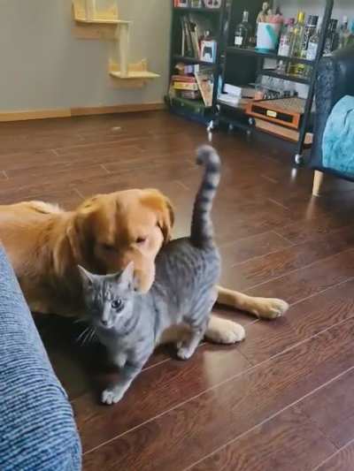 These two haven’t heard that cats and dogs are supposed to be enemies.