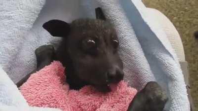 Проголодался