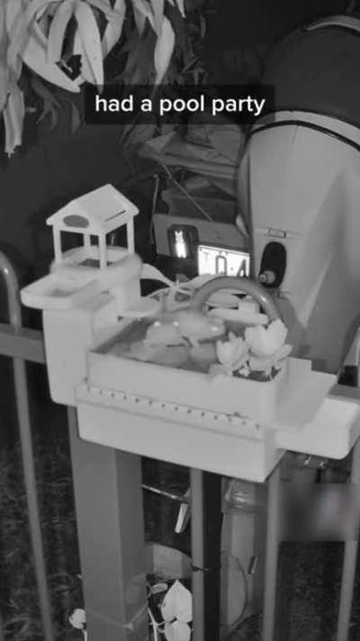 A guy 3D prints a house for a frog