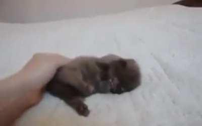 Developing an early addiction to petting