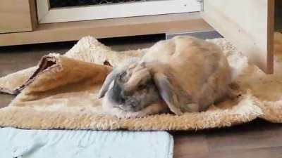 My little Whiskey snoozing the Sunday away. I could watch her for hours.