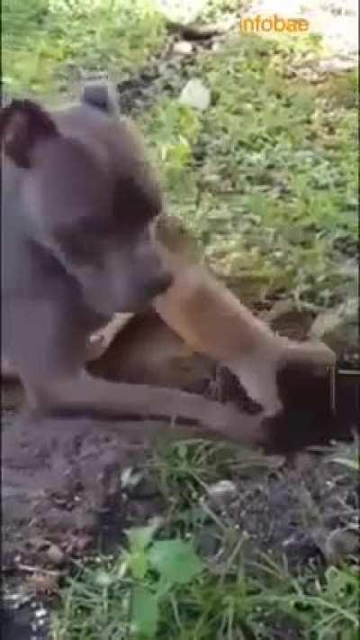 He just want to play😂