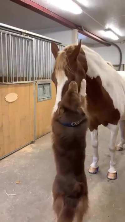 Dog cuddling a horse