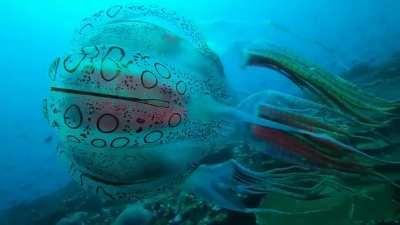 🔥 One of the rarest animal sightings in the world: chirodectes maculatus, only seen once before