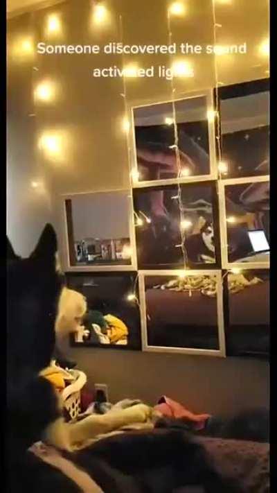 Husky discovers sound-activated lights